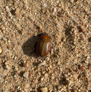 Anoplognathus sp. (genus) at Forde, ACT - 13 Dec 2023