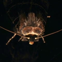 Proteuxoa sanguinipuncta at Ainslie, ACT - 10 Dec 2023