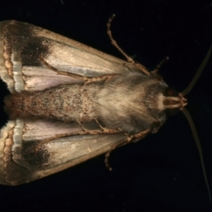 Proteuxoa sanguinipuncta at Ainslie, ACT - 10 Dec 2023