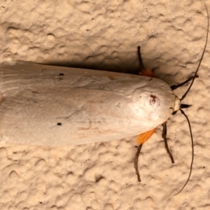 Maroga melanostigma at Ainslie, ACT - 10 Dec 2023