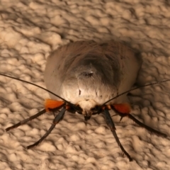 Maroga melanostigma at Ainslie, ACT - 10 Dec 2023 10:28 PM