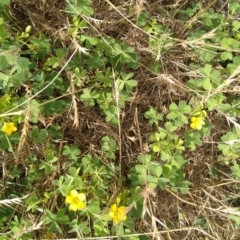 Oxalis sp. (Wood Sorrel) at Symonston, ACT - 12 Dec 2023 by CallumBraeRuralProperty