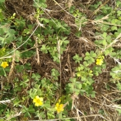 Oxalis sp. (Wood Sorrel) at Symonston, ACT - 11 Dec 2023 by CallumBraeRuralProperty