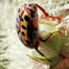 Neorrhina punctatum (Spotted flower chafer) at Wodonga - 10 Dec 2023 by KylieWaldon