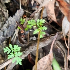 Cheilanthes sp. (Rock Fern) at Canberra Central, ACT - 13 Dec 2023 by BethanyDunne