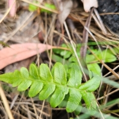 Blechnum sp. at Canberra Central, ACT - 13 Dec 2023 by BethanyDunne