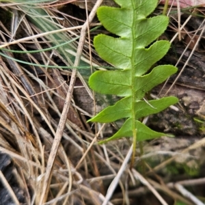 Blechnum sp. at Black Mountain - 13 Dec 2023 01:40 PM