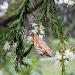 Heteronympha merope at Watson, ACT - 13 Dec 2023