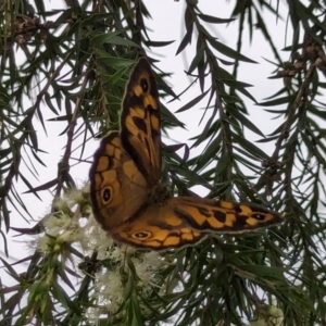 Heteronympha merope at Watson, ACT - 13 Dec 2023