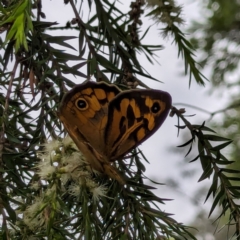 Heteronympha merope at Watson, ACT - 13 Dec 2023