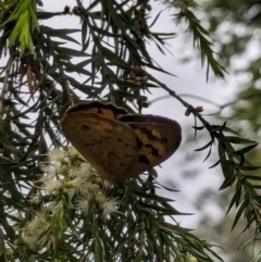 Heteronympha merope at Watson, ACT - 13 Dec 2023