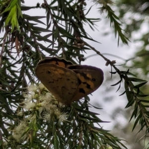 Heteronympha merope at Watson, ACT - 13 Dec 2023