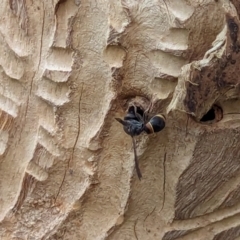 Eumeninae (subfamily) (Unidentified Potter wasp) at Watson, ACT - 13 Dec 2023 by AniseStar