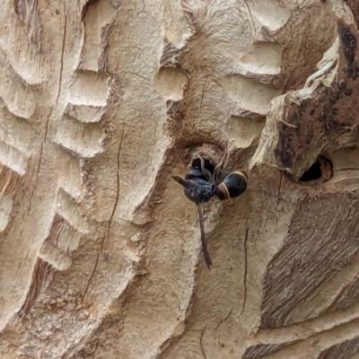 Eumeninae (subfamily) (Unidentified Potter wasp) at Watson, ACT - 13 Dec 2023 by AniseStar