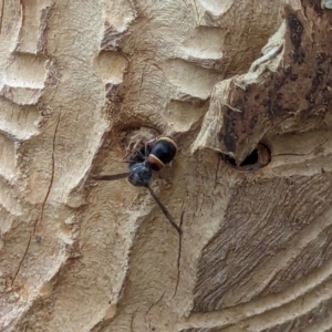 Eumeninae (subfamily) at Watson, ACT - suppressed