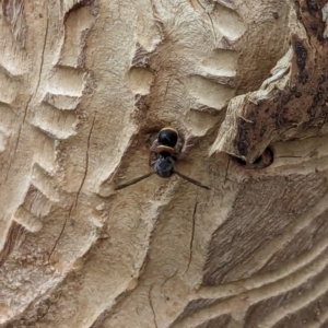 Eumeninae (subfamily) at Watson, ACT - 13 Dec 2023