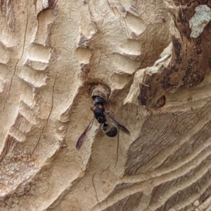 Eumeninae (subfamily) at Watson, ACT - suppressed