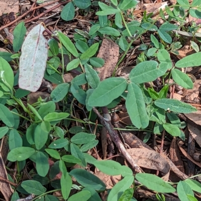 Glycine tabacina (Variable Glycine) at Watson, ACT - 10 Dec 2023 by AniseStar