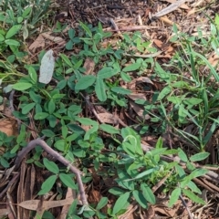 Glycine tabacina at Watson Green Space - 10 Dec 2023 03:39 PM