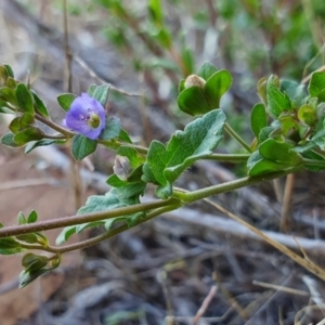 Veronica plebeia at Rugosa - 12 Dec 2023