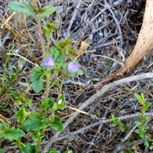 Veronica plebeia at Rugosa - 12 Dec 2023 04:13 PM