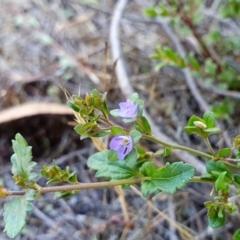 Veronica plebeia at Rugosa - 12 Dec 2023 04:13 PM