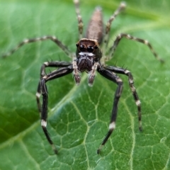 Helpis minitabunda (Threatening jumping spider) at Holder, ACT - 11 Dec 2023 by Miranda