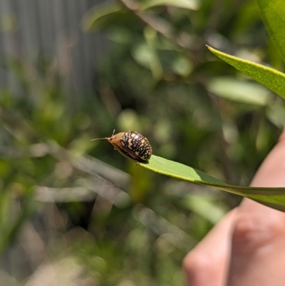 Paropsis pictipennis (Tea-tree button beetle) at Holder, ACT - 12 Dec 2023 by Miranda