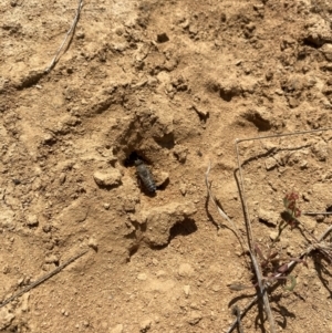 Bembix sp. (genus) at Namadgi National Park - 13 Dec 2023