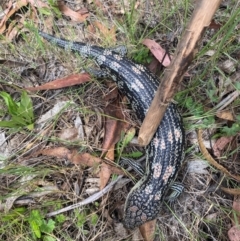 Tiliqua nigrolutea (Blotched Blue-tongue) at Cotter River, ACT - 13 Dec 2023 by simonstratford