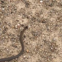 Aprasia parapulchella (Pink-tailed Worm-lizard) at Stromlo, ACT - 13 Dec 2023 by lundier