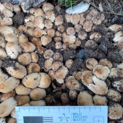 Unidentified Cap on a stem; gills below cap [mushrooms or mushroom-like] at Burradoo, NSW - 2 Dec 2023 by GlossyGal