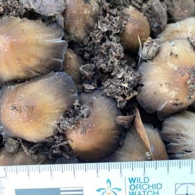 Unidentified Cap on a stem; gills below cap [mushrooms or mushroom-like] at Wingecarribee Local Government Area - 2 Dec 2023 by GlossyGal