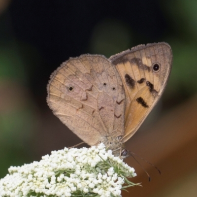 Heteronympha merope (Common Brown Butterfly) at Higgins, ACT - 12 Dec 2023 by AlisonMilton
