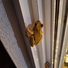 Unidentified Frog at Alpine, NSW - 13 Dec 2023 by JanHartog