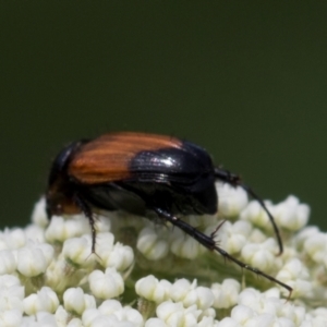 Phyllotocus navicularis at Higgins, ACT - 12 Dec 2023 01:30 PM