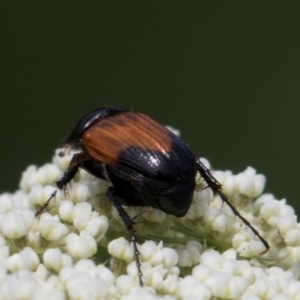 Phyllotocus navicularis at Higgins, ACT - 12 Dec 2023