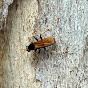 Cryptocheilus bicolor at Mount Ainslie - 1 Dec 2023 04:01 PM