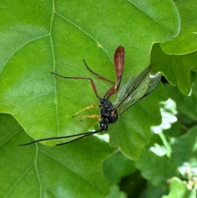 Dusona sp. (genus) (A Campopleginae Parasitic Wasp) at Mount Ainslie - 14 Oct 2023 by Pirom