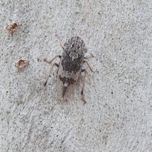 Stenocotis depressa at Magpie Hill Park, Lyneham - 13 Dec 2023