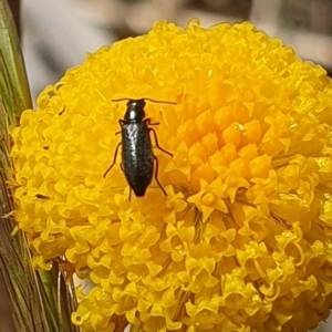 Dasytinae (subfamily) at Crace Grassland (CR_2) - 3 Nov 2023 10:20 AM