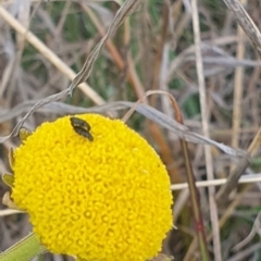 Dasytinae (subfamily) at Crace Grassland (CR_2) - 3 Nov 2023 10:20 AM