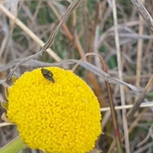 Dasytinae (subfamily) at Crace Grassland (CR_2) - 3 Nov 2023 10:20 AM