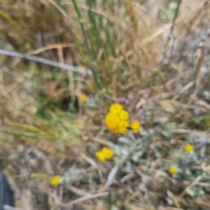 Dasytinae (subfamily) at Crace Grassland (CR_2) - 3 Nov 2023 10:46 AM