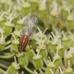 Sapromyza brunneovittata at Higgins, ACT - 11 Dec 2023 11:05 AM