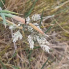 Carphurini sp. (tribe) (Soft-winged flower beetle) at Crace Grassland (CR_2) - 3 Nov 2023 by MiaThurgate