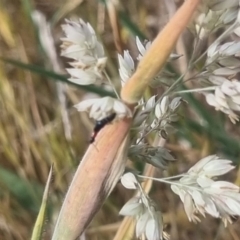 Carphurini sp. (tribe) at Crace Grassland (CR_2) - 3 Nov 2023 10:32 AM