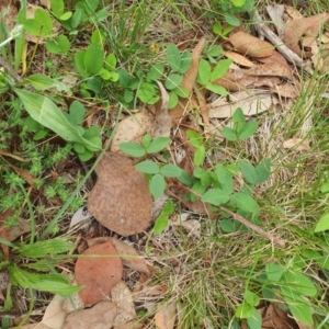 Glycine tabacina at Magpie Hill Park, Lyneham - 13 Dec 2023 01:25 PM