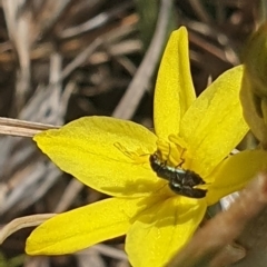 Dasytinae (subfamily) at Crace Grassland (CR_2) - 3 Nov 2023 10:42 AM