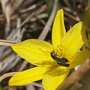 Dasytinae (subfamily) at Crace Grassland (CR_2) - 3 Nov 2023 10:42 AM